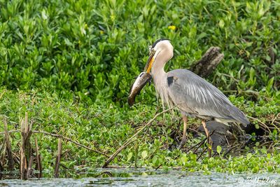 Great Blue Heron with Catfish 169