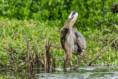 Great Blue Heron with Catfish 170