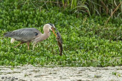 Great Blue Heron with Catfish 171