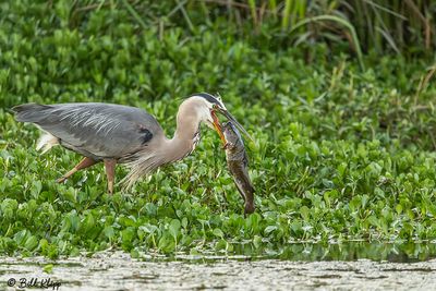 Great Blue Heron with Catfish 172