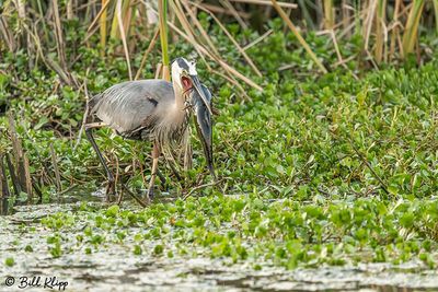 Great Blue Heron with Catfish 173