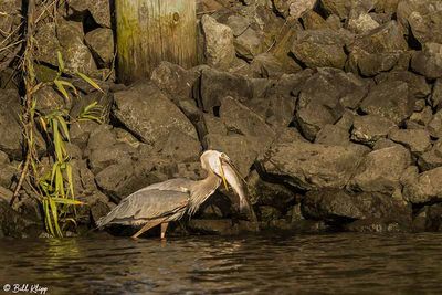 Great Blue Heron with Bass 174