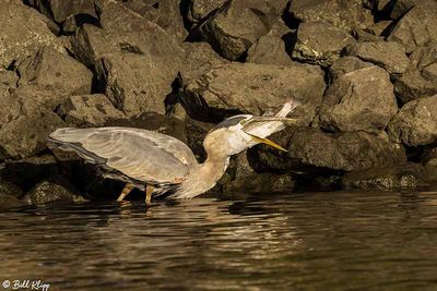 Great Blue Heron with Bass 175