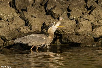 Great Blue Heron with Bass 176