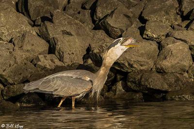 Herons of the Delta