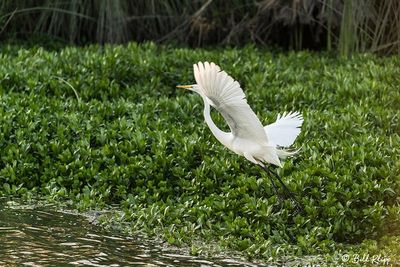 Egrets of the Delta