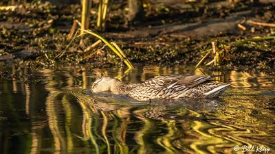 Mallard Duck  68