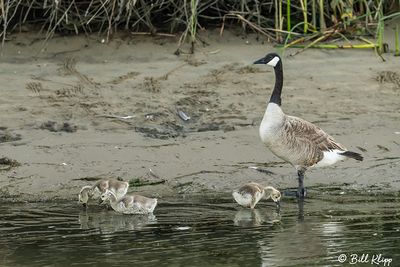 Canada Geese  72