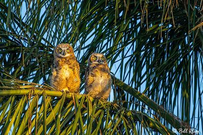 Great Horned Owl  59