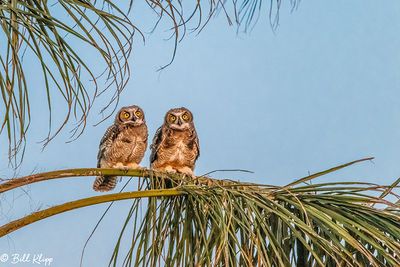 Great Horned Owl  61