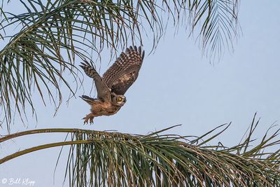 Great Horned Owl  63