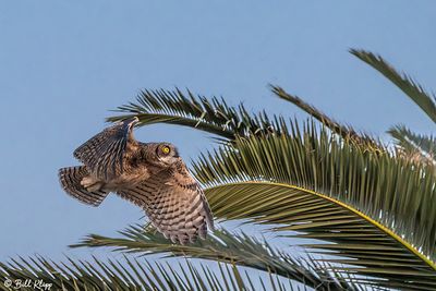 Great Horned Owl  65
