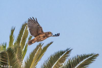 Great Horned Owl  66