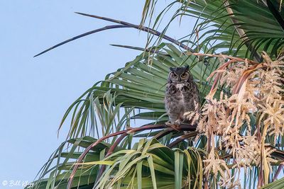 Great Horned Owl  67