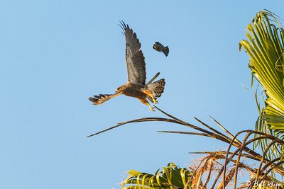 Swainsons Hawk Mobbed by Brewer's Black Birds  1