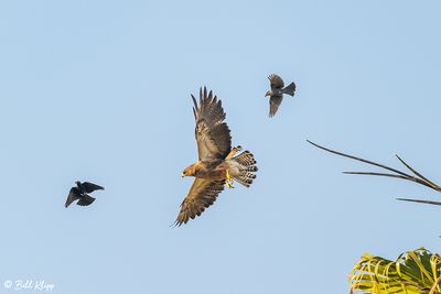 Swainsons Hawk Mobbed by Brewer's Black Birds  2