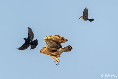 Swainsons Hawk Mobbed by Brewer's Black Birds  3