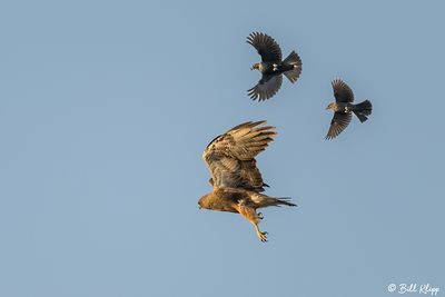 Swainsons Hawk Mobbed by Brewer's Black Birds  4