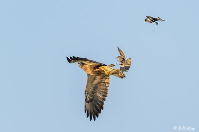 Swainsons Hawk Mobbed by Brewer's Black Birds  5