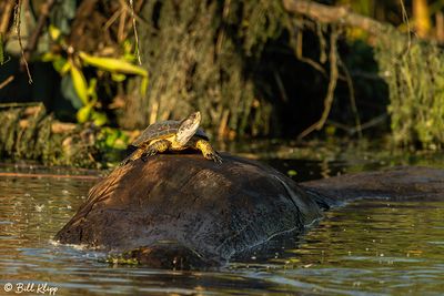 Western Pond Turtles  52