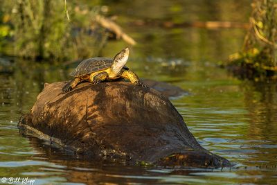 Western Pond Turtles  53