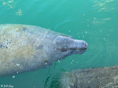 Manatees, Key West Historic Seaport  19