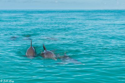 Bottlenose Dolphins, Boca Grande Key  27