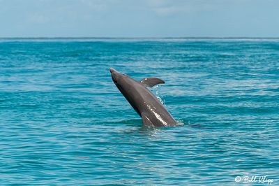 Bottlenose Dolphins, Boca Grande Key  28
