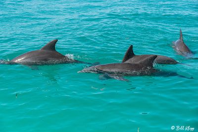 Bottlenose Dolphins, Boca Grande Key  29
