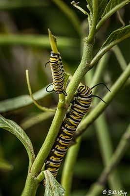 Monarch Butterfly Caterpillar  7