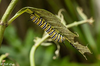 Monarch Butterfly Caterpillar  8