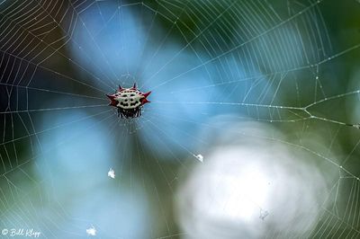 Spiny-backed Orb Weaver Spider 3
