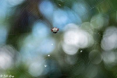 Spiny-backed Orb Weaver Spider 4