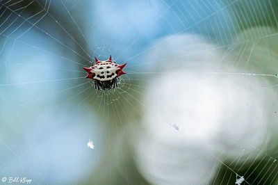 Spiny-backed Orb Weaver Spider 5