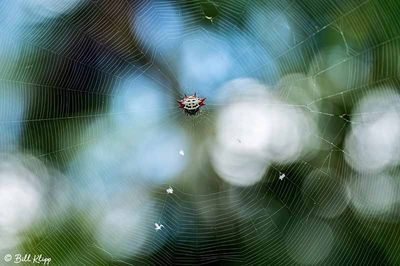 Spiny-backed Orb Weaver Spider 6