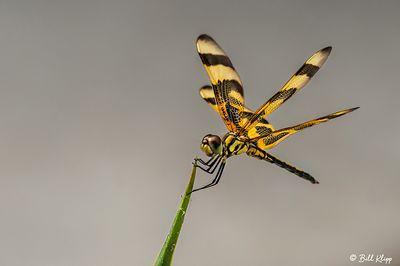 Halloween Pennant Dragonfly 1