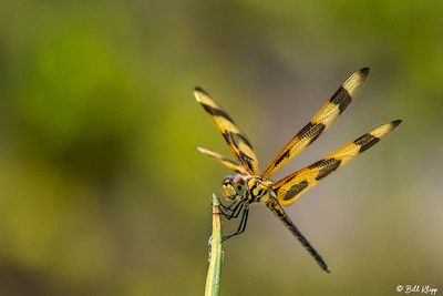 Halloween Pennant Dragonfly 2