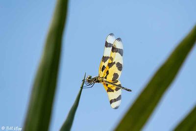 Halloween Pennant Dragonfly 6