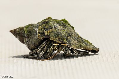 Hermit Crab, Marquesas Keys  8