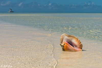 Queen Conch, Marquesas Keys  4