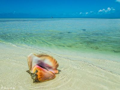 Marine Life of the Florida Keys