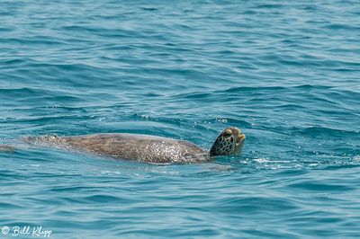 Green Sea Turtle, Marquessa Keys  1