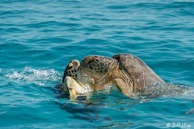 Green Sea Turtle, Marquessa Keys  2
