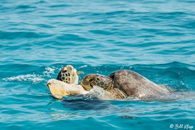 Green Sea Turtle, Marquessa Keys  3