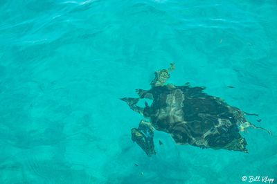 Green Sea Turtle, Marquessa Keys  4