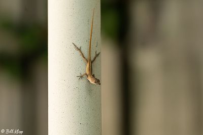 Cuban Brown Anole  34