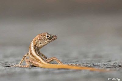 Cuban Brown Anole  36