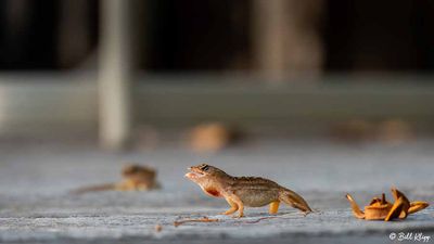 Cuban Brown Anole  37