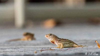 Cuban Brown Anole  38