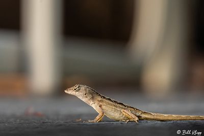 Cuban Brown Anole  41